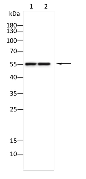TNFRSF4 Antibody