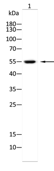 TNFRSF4 Antibody