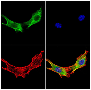 TNFRSF4 Antibody