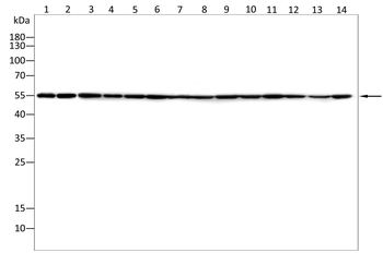 TNFRSF4 Antibody