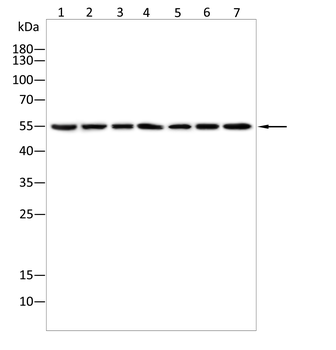 TNFRSF4 Antibody