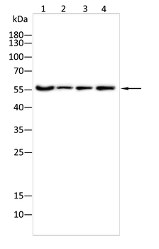 NR3C1 Antibody