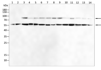 NR3C1 Antibody