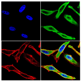 NFKB2 Antibody