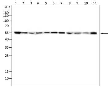 NFKB2 Antibody