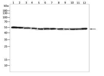 NFKB2 Antibody