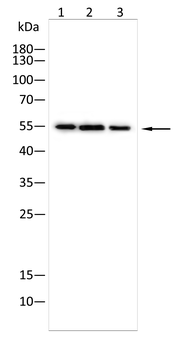 NFKB2 Antibody