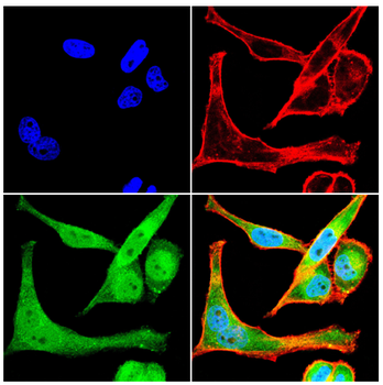 NRG3 Antibody