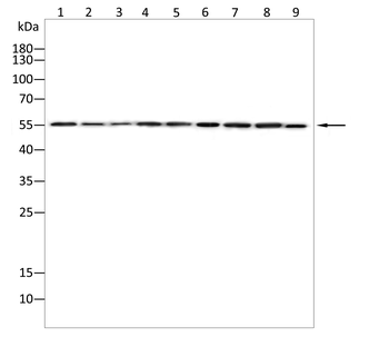 NRG3 Antibody