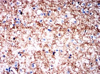 NRG3 Antibody