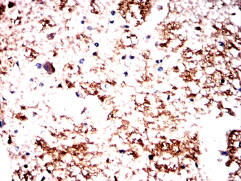 NRG3 Antibody