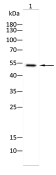 ASL Antibody