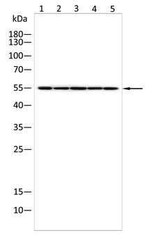 POU4F1 Antibody