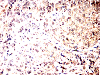 HSPA9 Antibody
