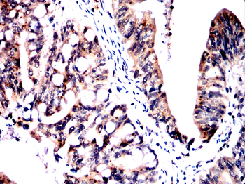 HSPA9 Antibody