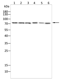 HSPA9 Antibody