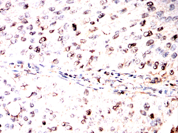 POU4F1 Antibody