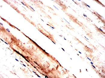 POU4F1 Antibody