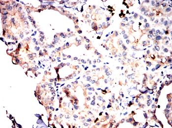 POU4F1 Antibody