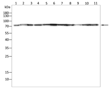 HSPA9 Antibody