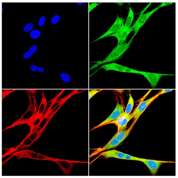 HSPA9 Antibody