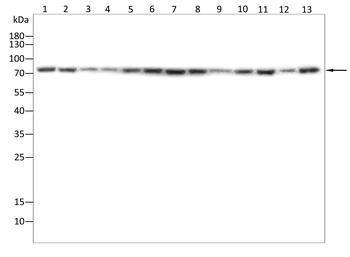 HSPA9 Antibody