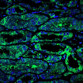 PRDM16 Antibody