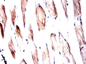 PRDM16 Antibody