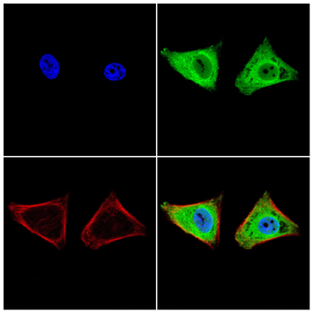 TMEM163 Antibody