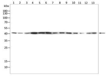 TMEM163 Antibody