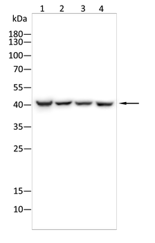TMEM163 Antibody