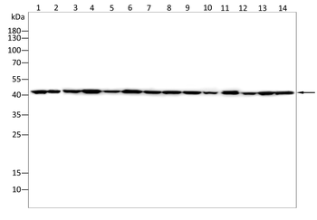 ACTB Antibody