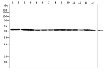 ACTB Antibody