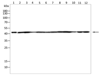 ACTB Antibody