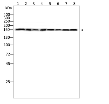 ACAN Antibody