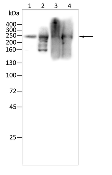 ACAN Antibody