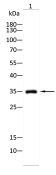 CD47 Antibody