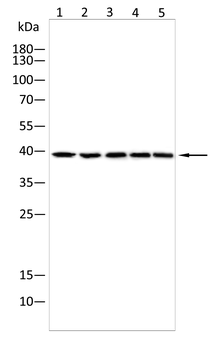 YBX2 Antibody