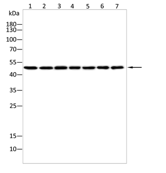LNPK Antibody