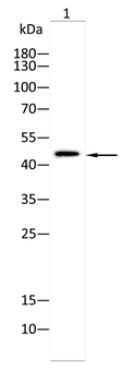 LNPK Antibody