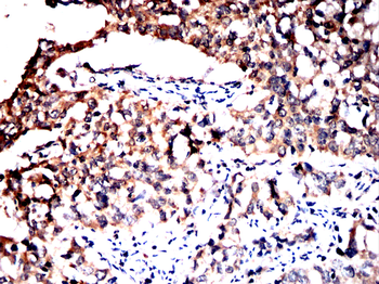 UAP1 Antibody