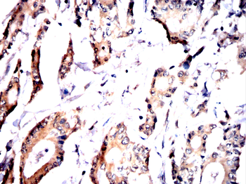 UAP1 Antibody