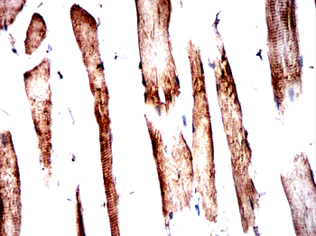 UAP1 Antibody