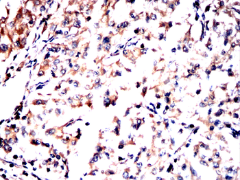 UAP1 Antibody