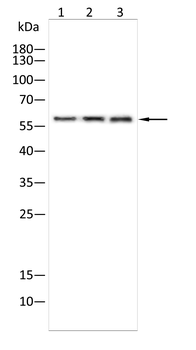 UAP1 Antibody