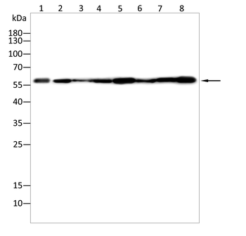 UAP1 Antibody