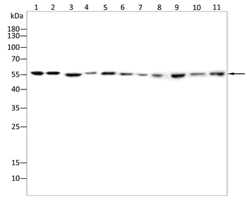 MTERF3 Antibody