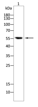 MTERF3 Antibody