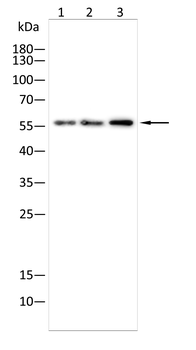 MTERF3 Antibody