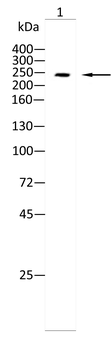 SCN9A Antibody